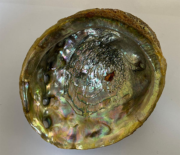 Mexican Abalone Shell 5”-6”
