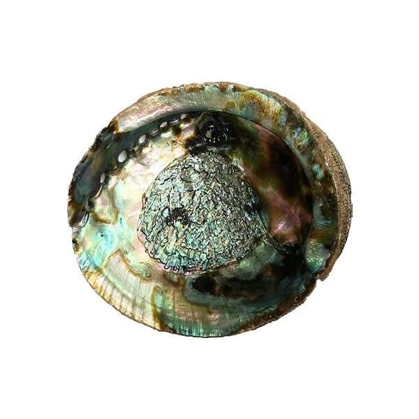 Spirit Earth 6" abalone shell